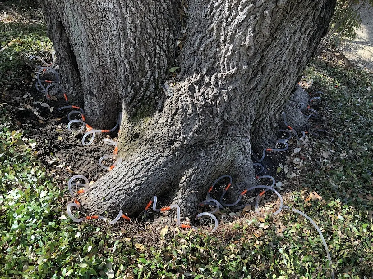 Detailed Tree Cabling and Bracing job site in Tuscarora